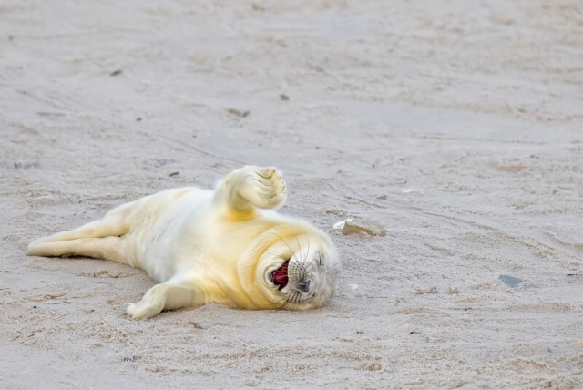 Опубликованы самые смешные работы премии Nikon Comedy Wildlife Awards