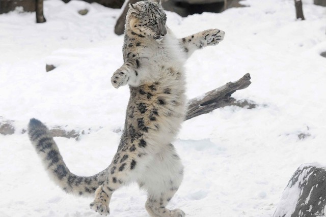 Снежные барсы играют на скале