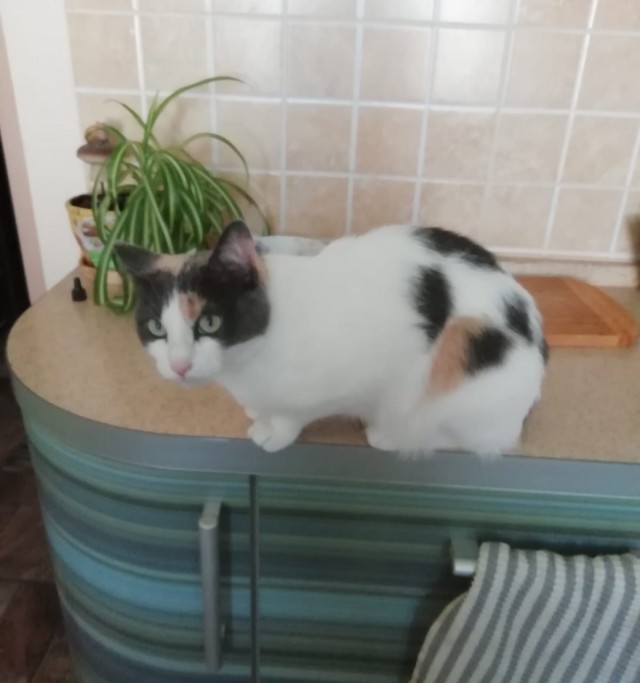 С Котовторником!