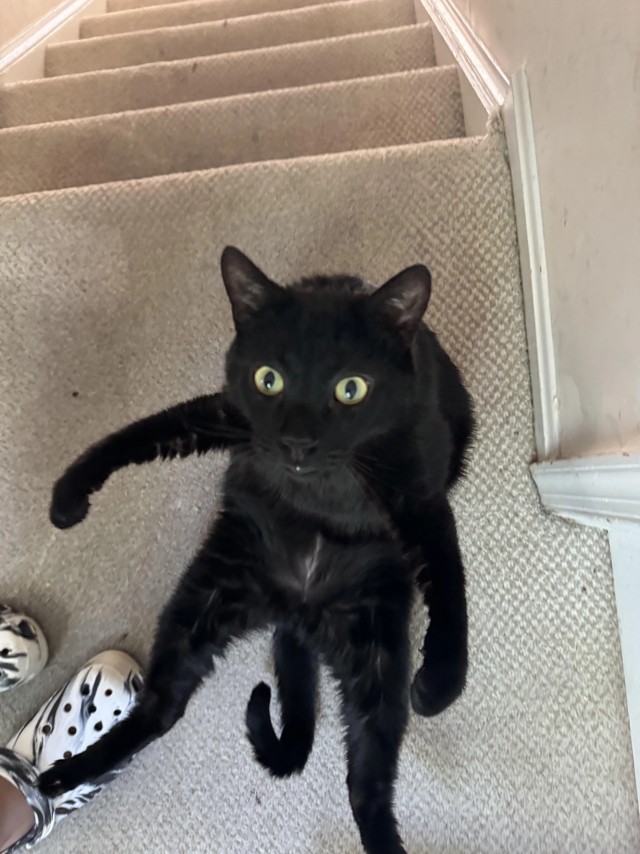 Обнаружен ъуъ (котовторник)