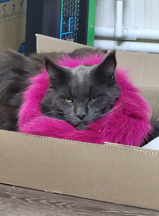 Котовторник 05/11/2024
