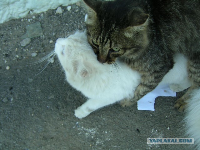 Котовторник 04.06.2013