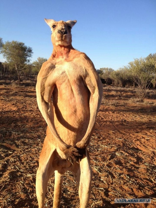 Сохатые убийцы