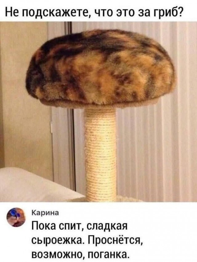 Крепость сдается?