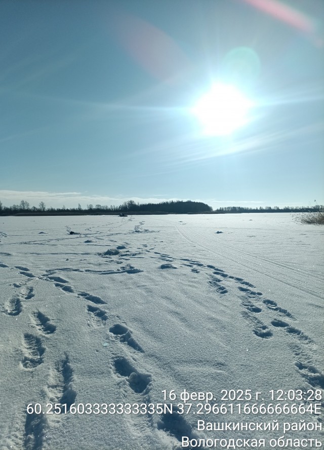 Опасная банда котов орудует на озере в Подмосковье