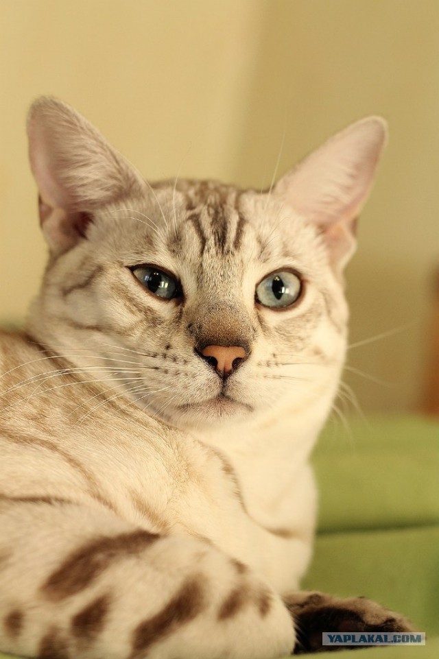 О бенгальских котах на наглядном примере