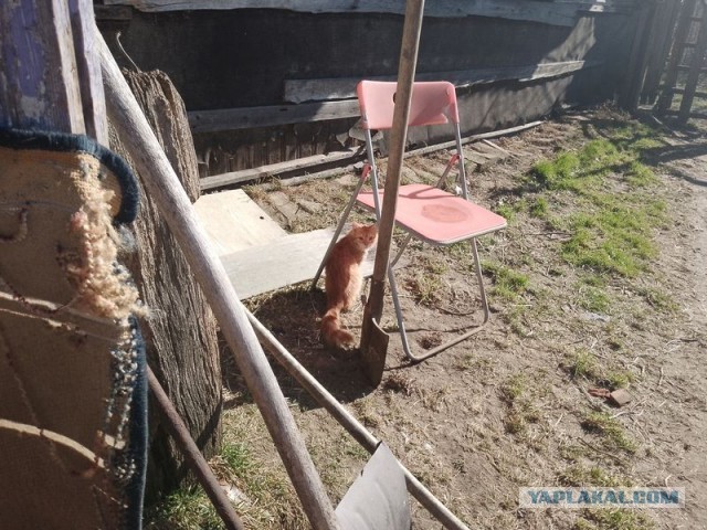 Жизнь домашнего приюта для котеек 536