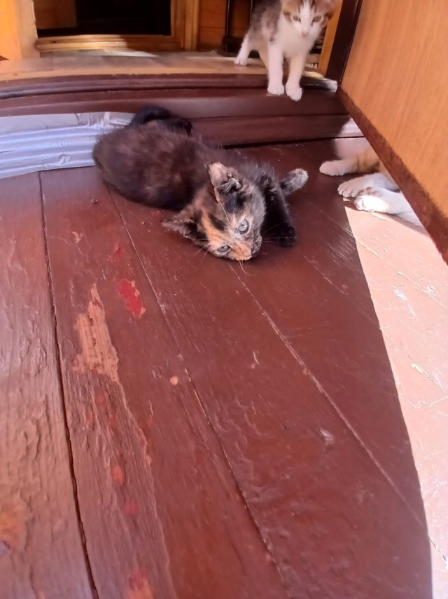 Отдам котят