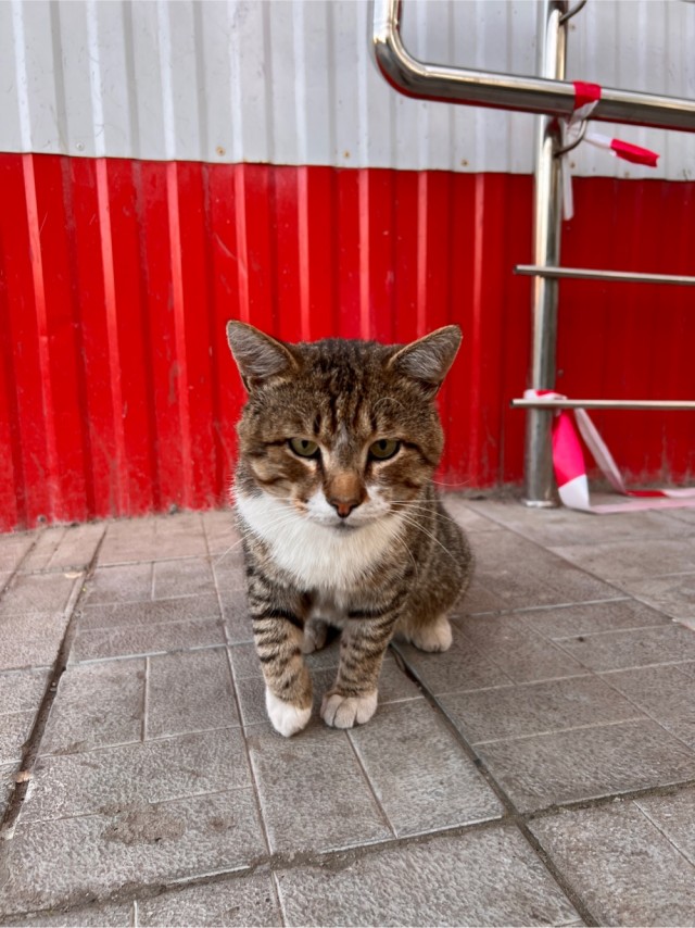 «Ты кто такой?» . Котовторник