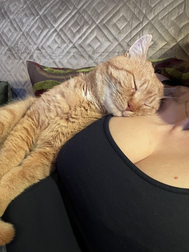 К котовторнику: подборка картинок-баянов с котиками и про котиков. Выпуск 16.