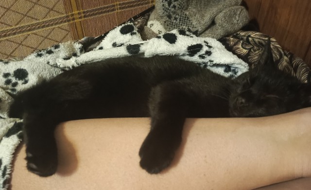 Моему коту Тому 2 года