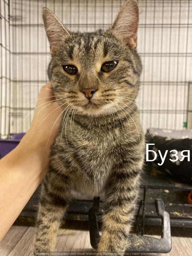 Жизнь домашнего приюта "Котоленд" 524. Нам сегодня 10 лет!