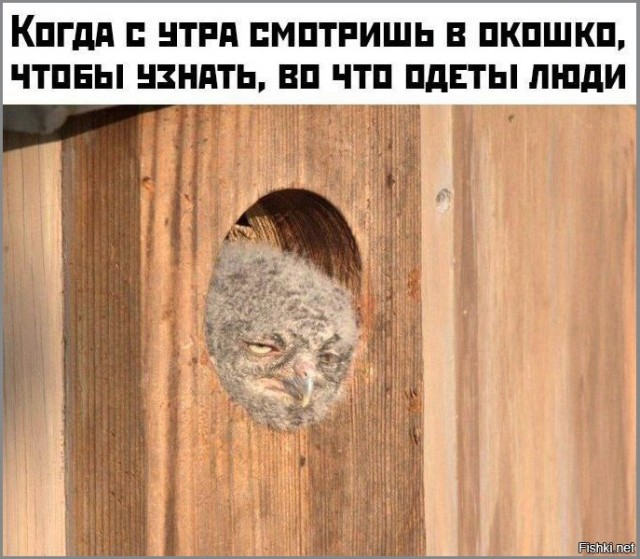 Так себе картинки 29.01.26