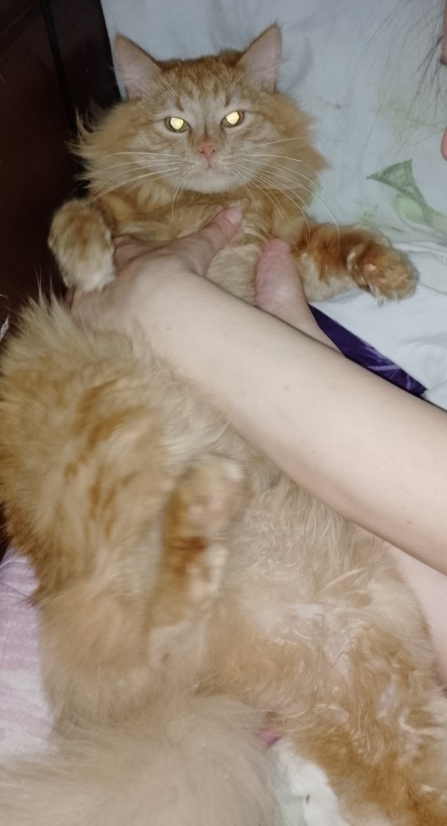 Котофторник жеж