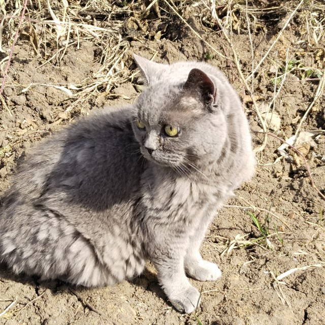Кошка Яна 19 лет