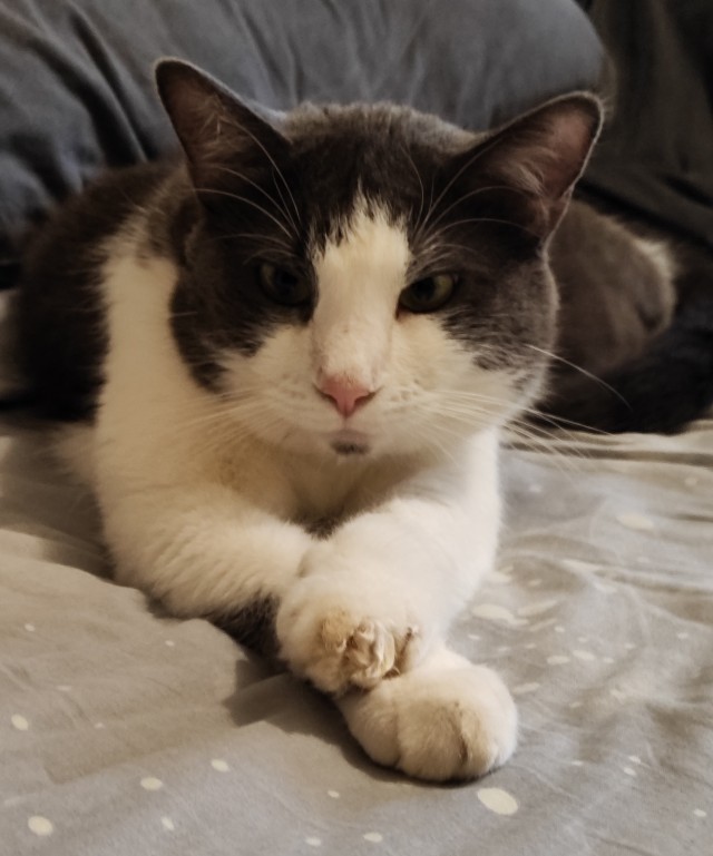 Очередной котовторник