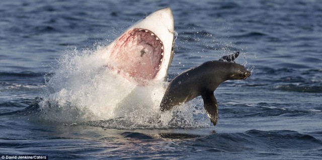 Морской котик и белая акула: погоня