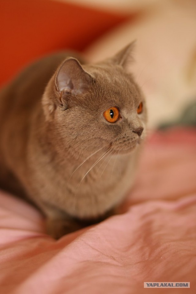 Котовторник 26.11.2013