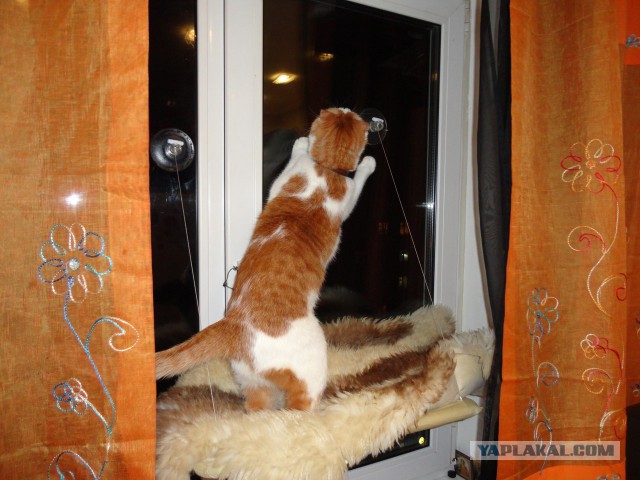 Котовторник 18.03.2014