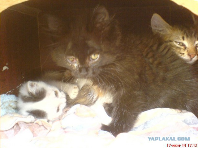 Котовторник 24.06.2014