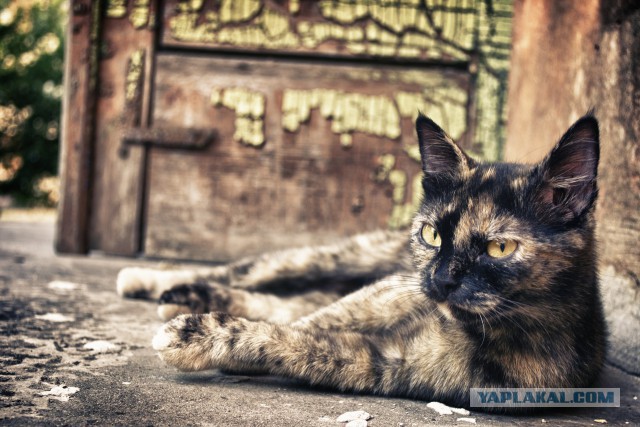 15 любительских фотографий