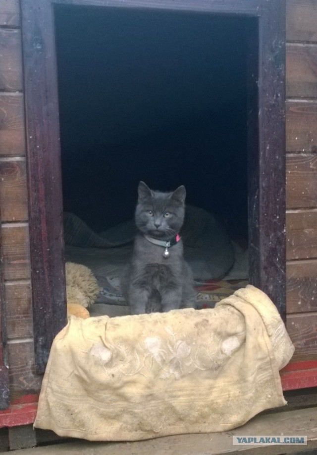 Усыновила