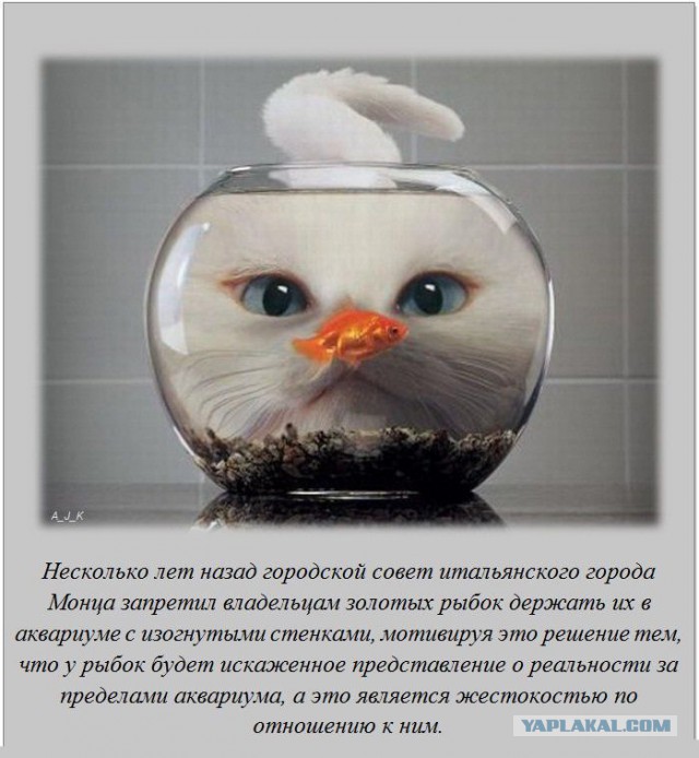 20 фактов обо всем