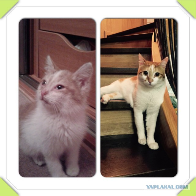 Котовторник