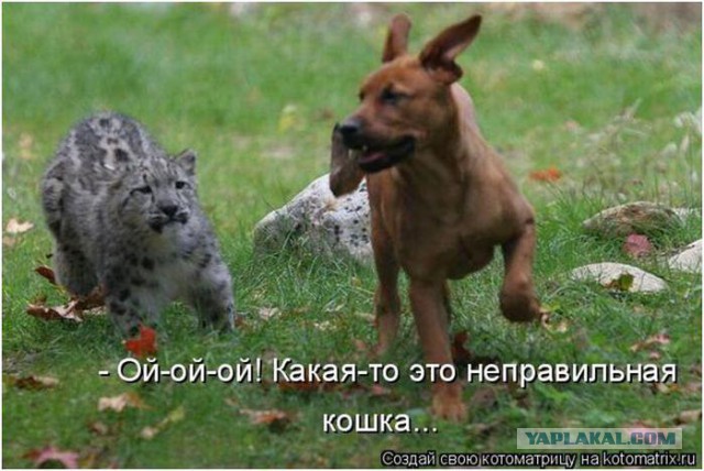 Немного братьев наших меньших! ЧЕТВЕРГ