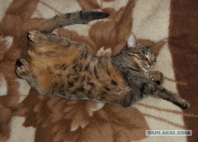 Котовторник 5.05.2015.