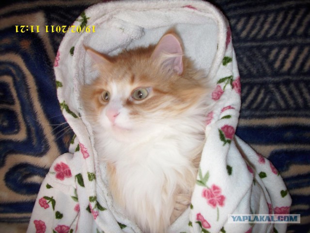 Котовторник 25.08.2015