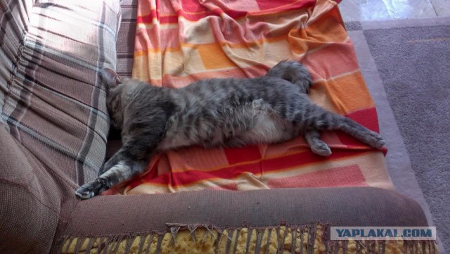 Котовторник