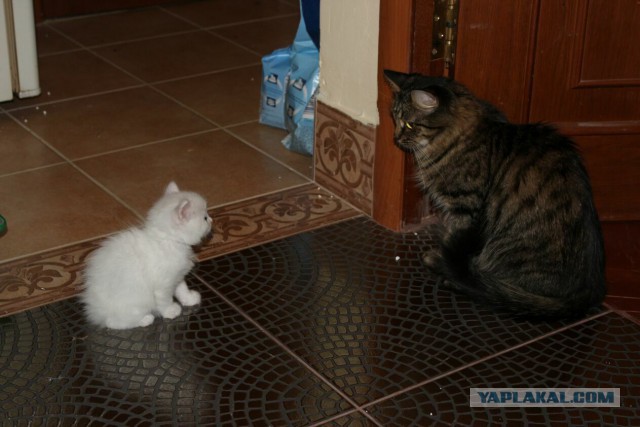 Котовторник