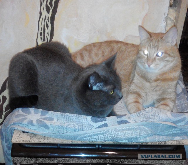 Кот-террорист