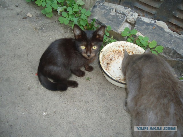 Требуется кровь.