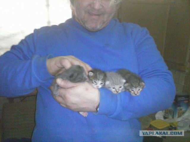 Она спасает котят. Самая милая работа в мире!