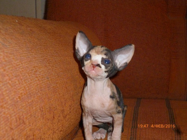 Мимимишности пост