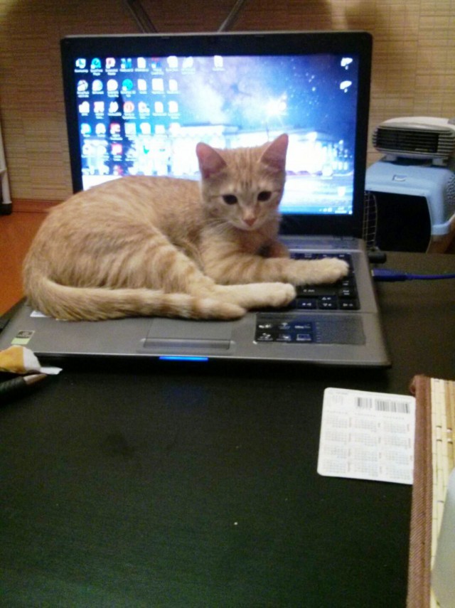 Котовторник  01.03.2016