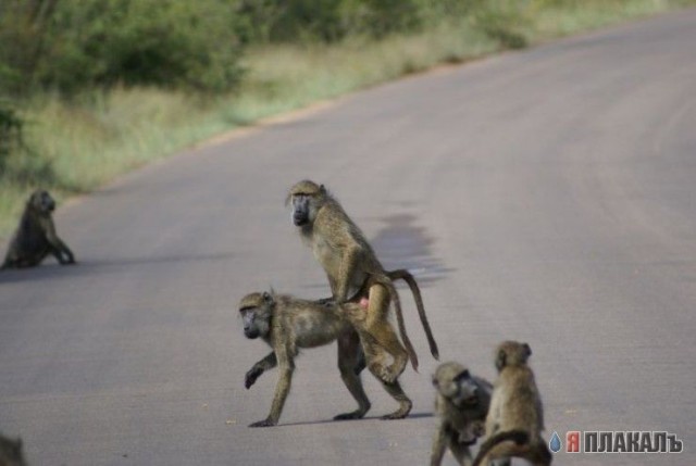 Мышиная групповуха