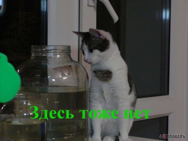 Которозыск, срочно!