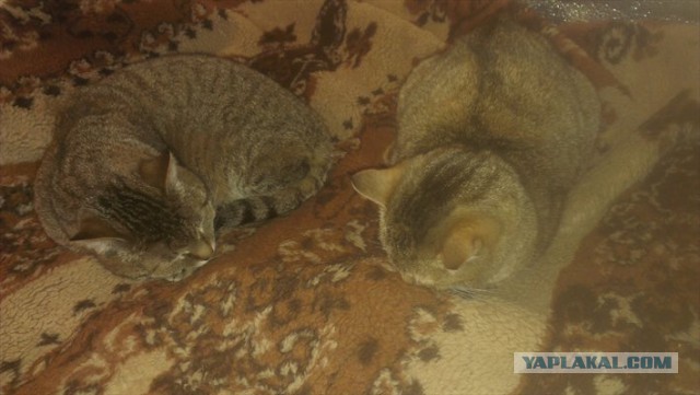 Котовторник 17.05.2016