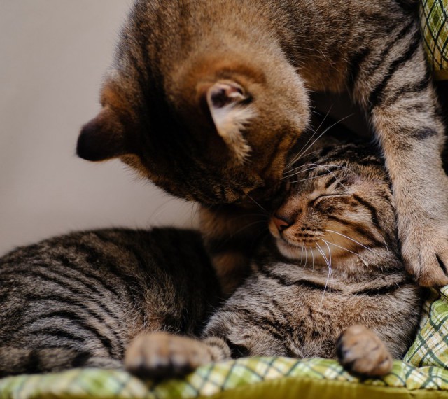 Коты из сети