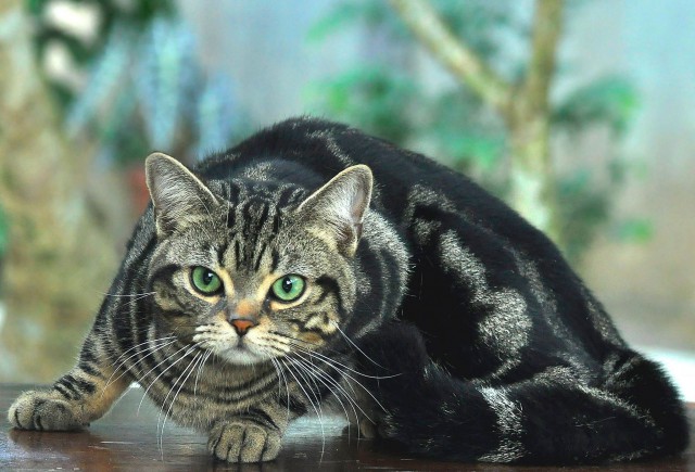 Коты из сети