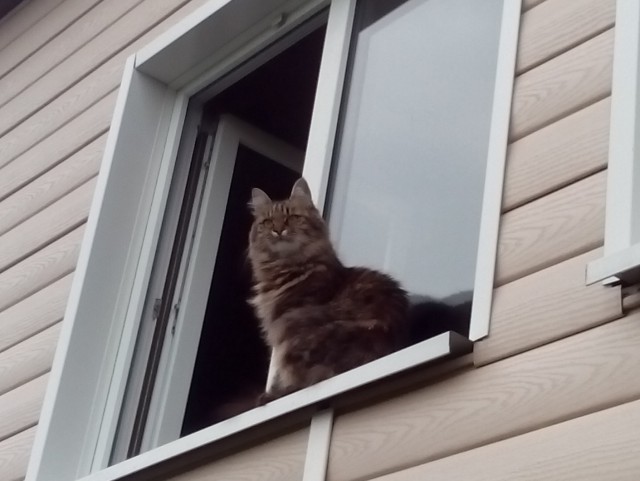 Котовторник 27.12.2016