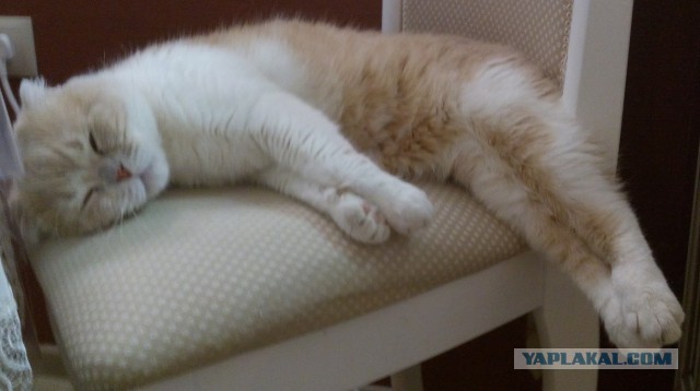 Котовторник 24.01.2017