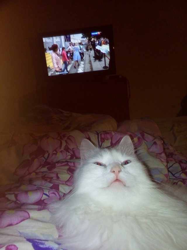 Коты из сети