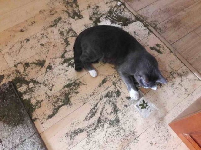 Коты и Кошки