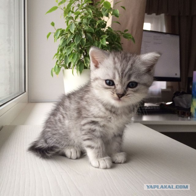 Как выглядит кот вискас
