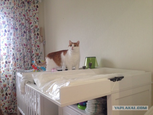 Котовторник 03.10.17.