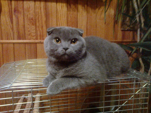 Коты и Кошки